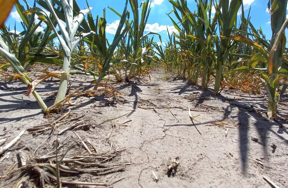 La sequía en Santa Fe preocupa a productores.