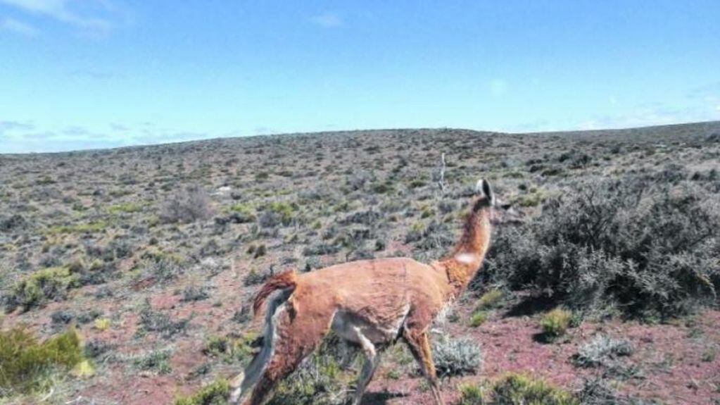 Los animales coparon los recorridos turísticos en el  Parque Nacional Nahuel Huapi (web).