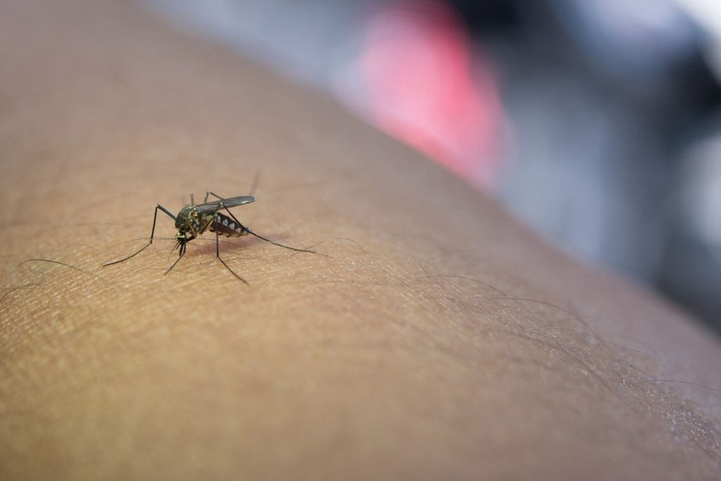 A veces los mosquitos pican más a unas personas que a otras. (Foto: imagen ilustrativa Freepik)