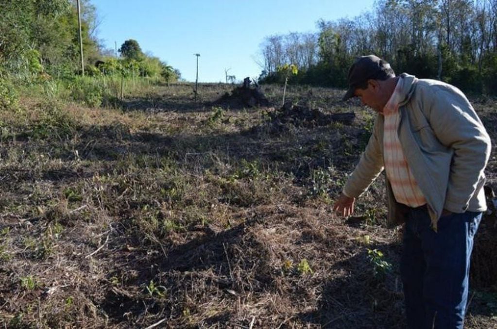 Elois Rodríguez enseña su plantación de maíz que fue afectada por el clima.