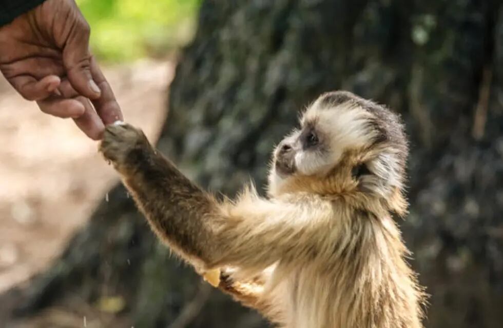 Ver monos en libertad es una posibilidad en el santuario de Proyecto Carayá. (Proyecto Carayá)