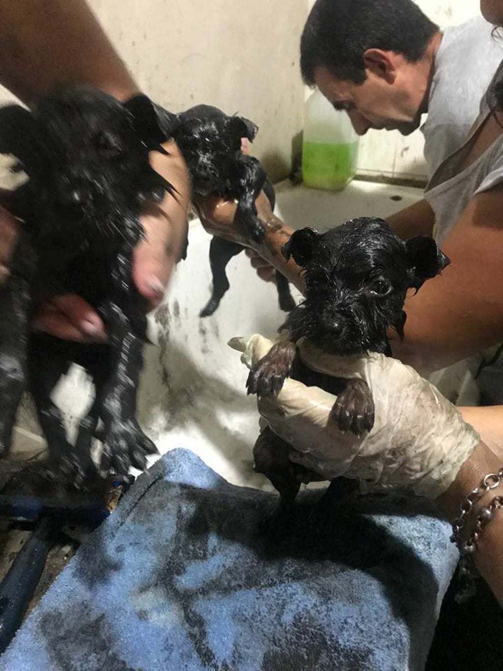 Sumergieron a perritos en brea. (Foto: VOLUNTARIADO DE ZOONOSIS LANÚS)