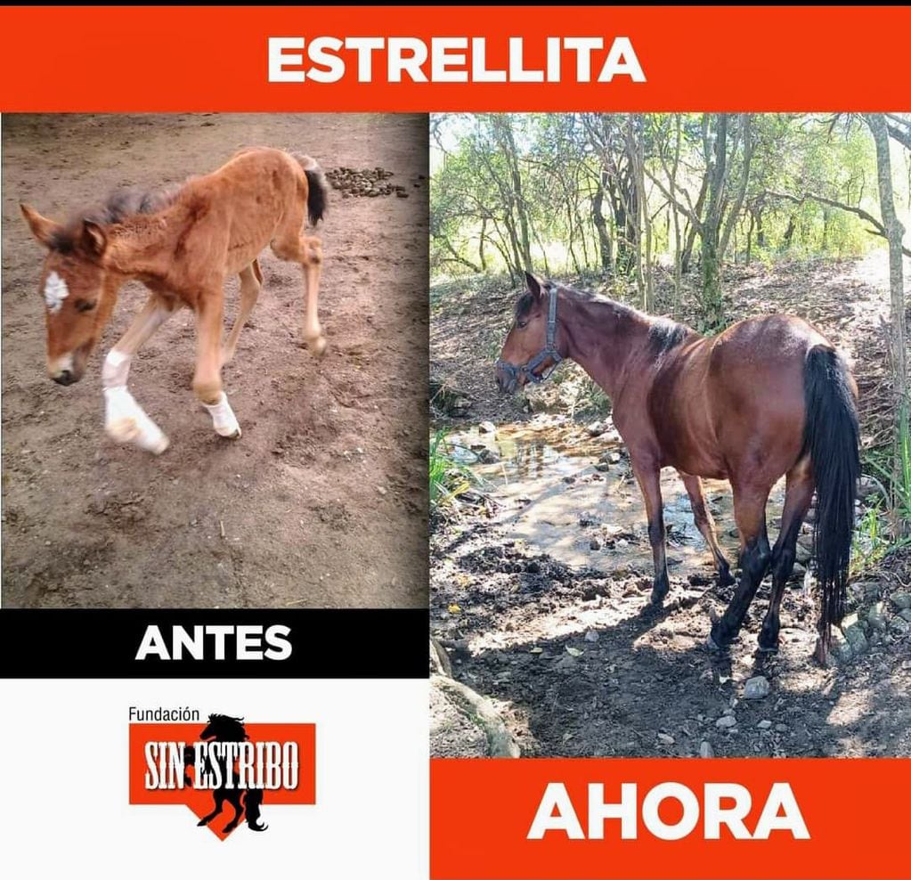 Antes y después de Estrellitas, la yegua que nació con una deformidad en Villa La Maternidad.