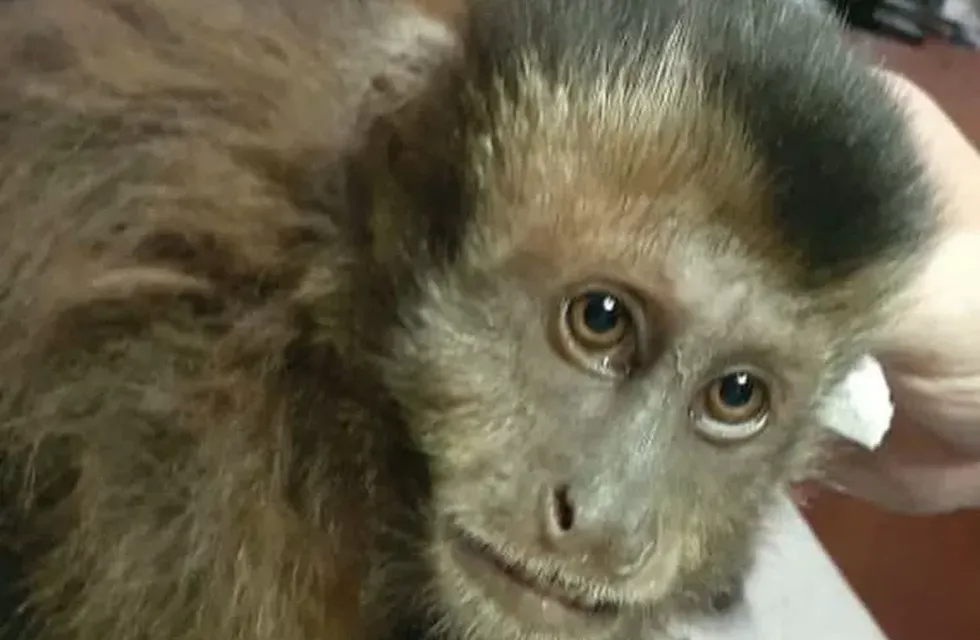 Rescatan a un Mono Caí que estaba en el tendido eléctrico en Puerto Iguazú.