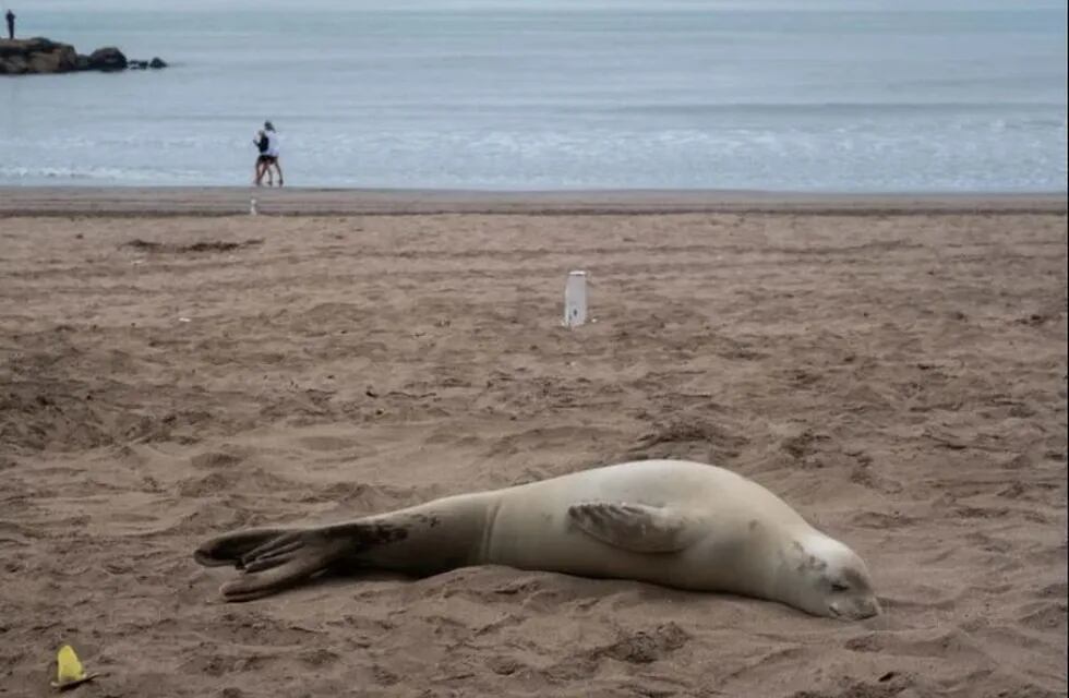 La foca fue divisada en en la playa Alicante, en La Perla, Mar del Plata. Foto: Gentileza.