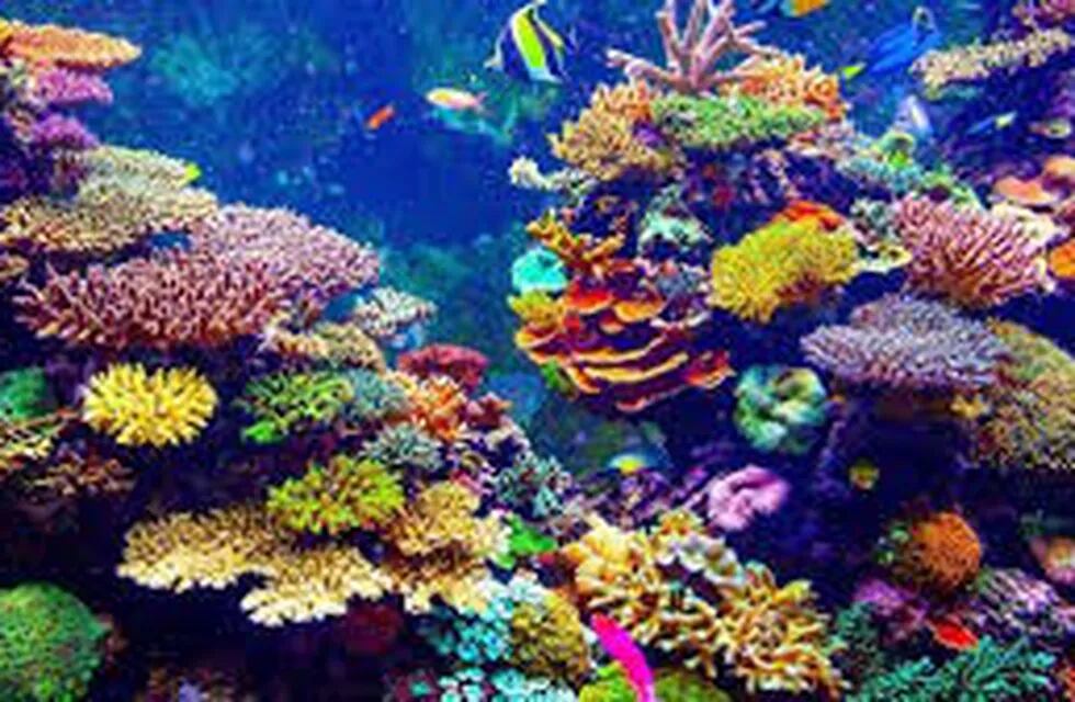 El coral es el único animal visible desde el espacio.