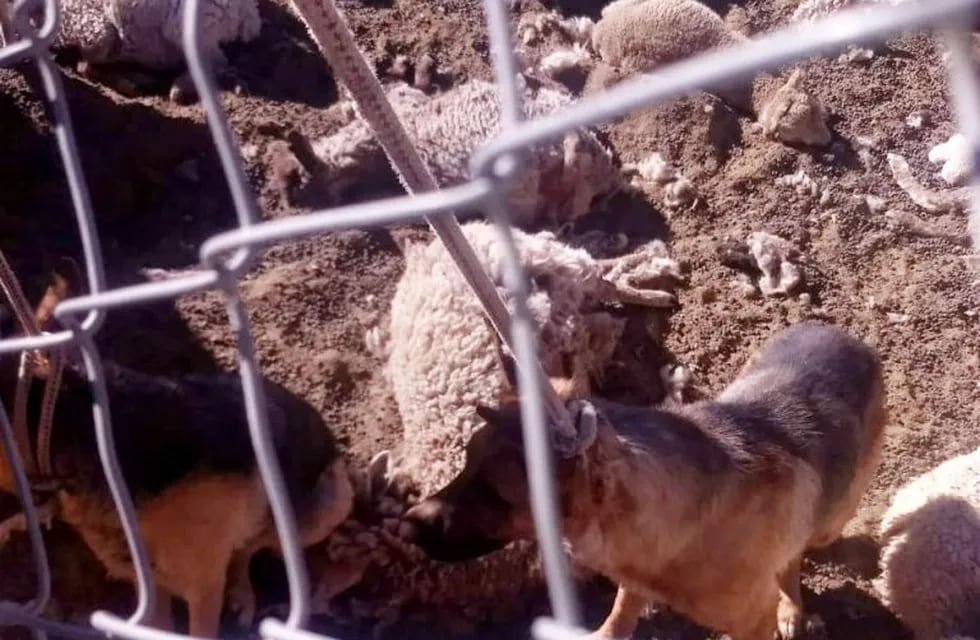 Denuncian el ataque de perros al ganado ovino de una familia en Jujuy
