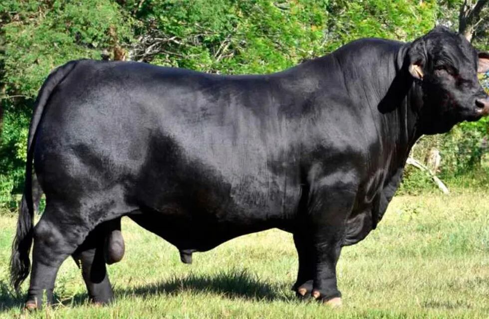 Robaron un toro en Santiago del Estero que vale más de un millón de pesos.
