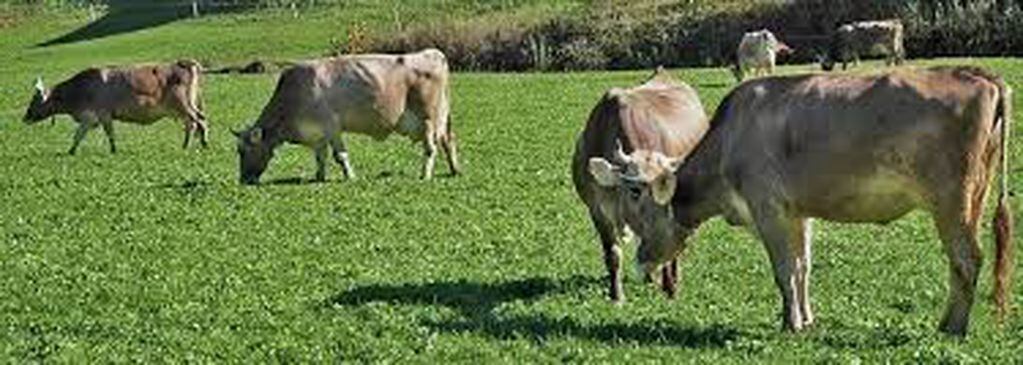 Vacas pastoreando