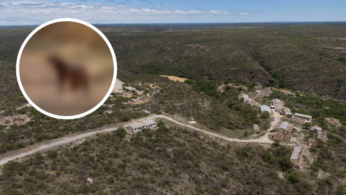 Yaguarundí San Luis