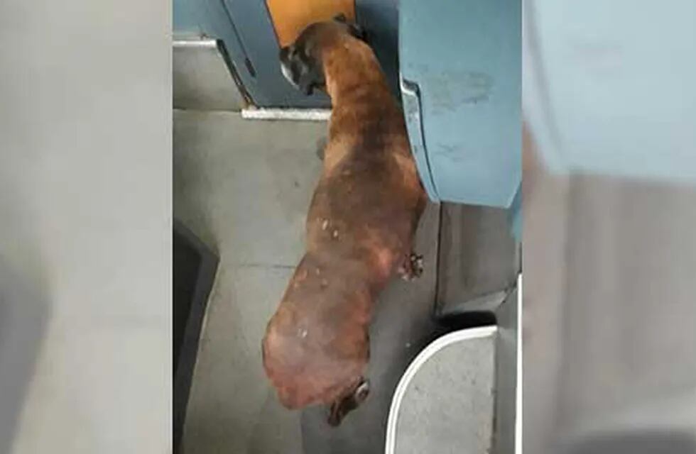 La perrita se subió en el colectivo en Villa María y terminó bajando en la terminal de Luján, en Buenos Aires. (Fotos Facebook)