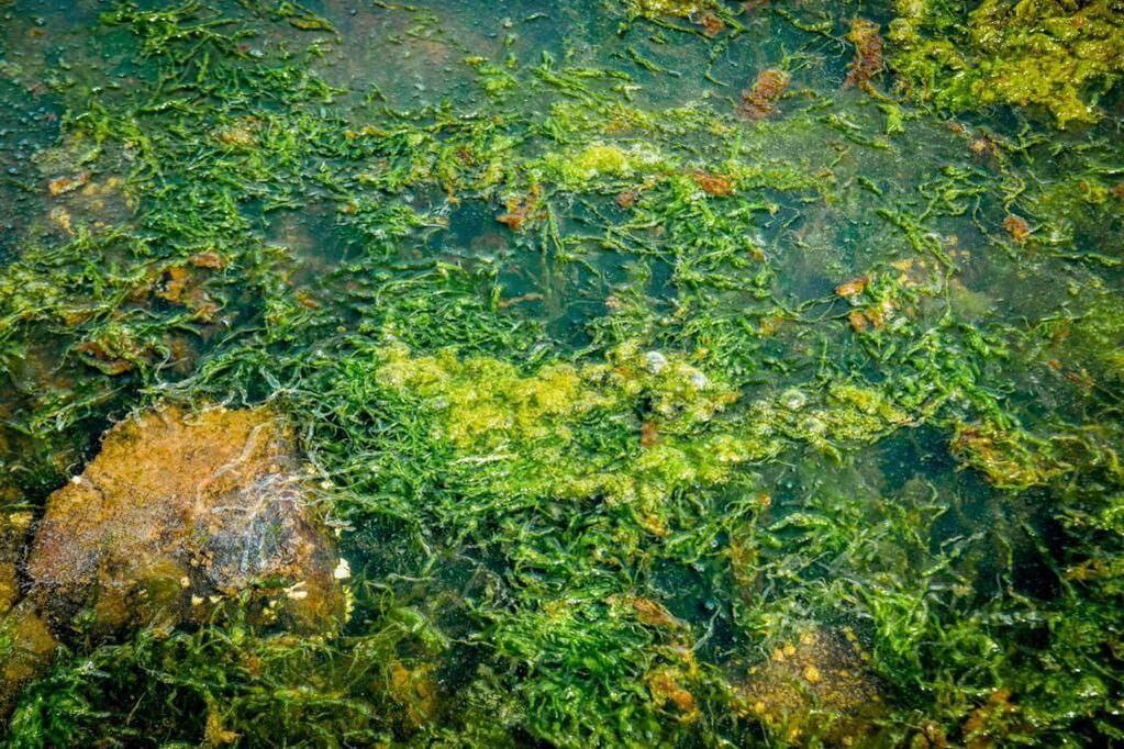 La aparición de algas verdes en las aguas de la Bahía Encerrada sorprendió a Ushuaia