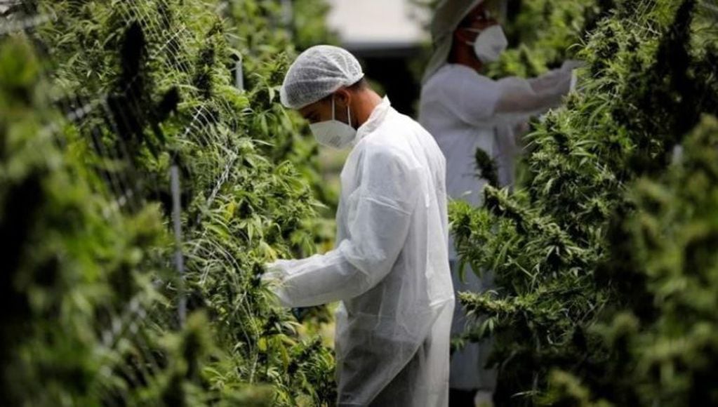 Comenzó el debate por la legalización del cannabis terapéutico en la Ciudad (Foto: REUTERS)