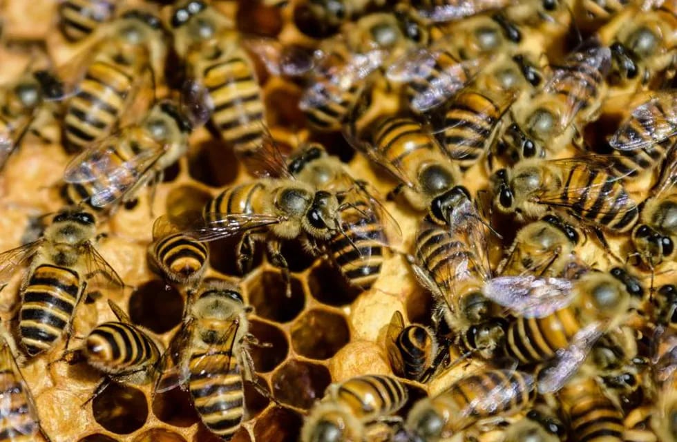 Miel de abejas. (AFP)