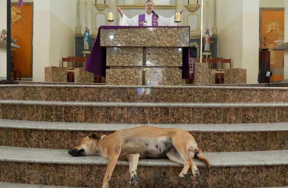 Sacerdote brasileño hace misas con perros (Foto: Facebook/PadreJoao Paulo Araujo Gomes).