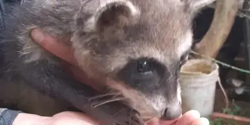 Resguardaron a un mapache que se hallaba en una vivienda posadeña