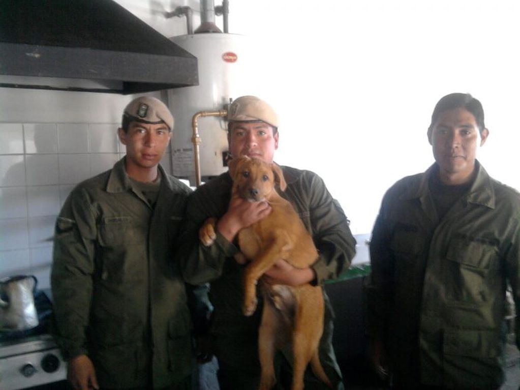 Cabo, el perro montañés. (Ejército Argentino)