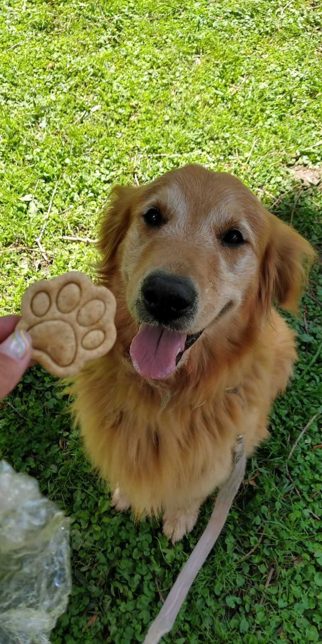 Las galletas son totalmente saludables, pero son tan ricas para los perros, que para ellos se asemeja a una golosina.