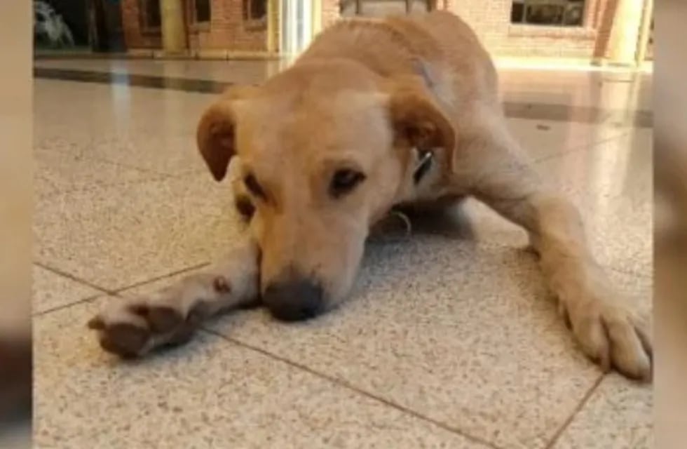 Tuki, el perro viral, fue rescatado y será dado en adopción.