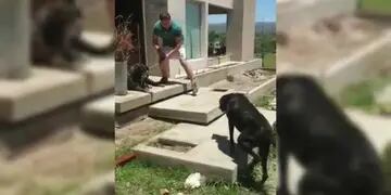 El feliz reencuentro entre dos perritos "comunitarios" en Carlos Paz.