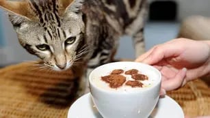 Cafe con Gatos
