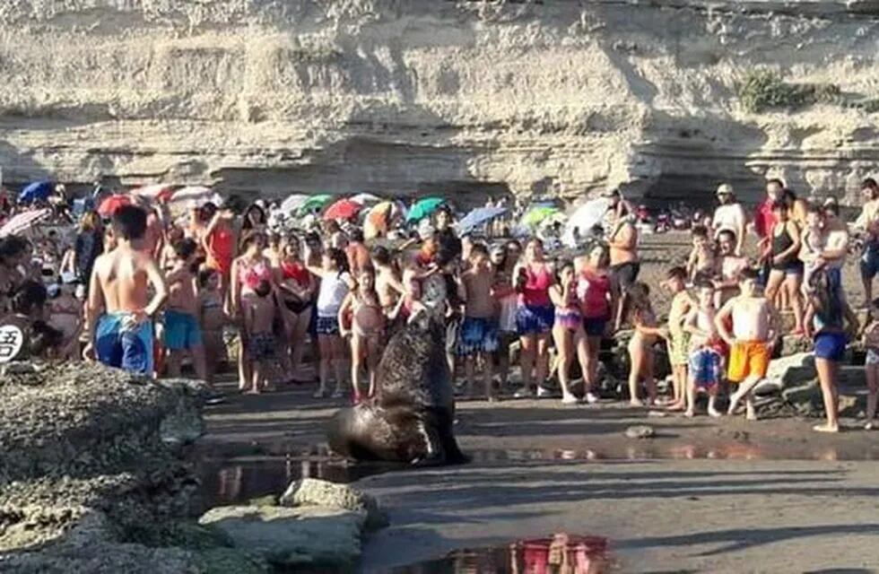 Apareció un lobo marino entre la multitud de gente en las playas de La Lobería