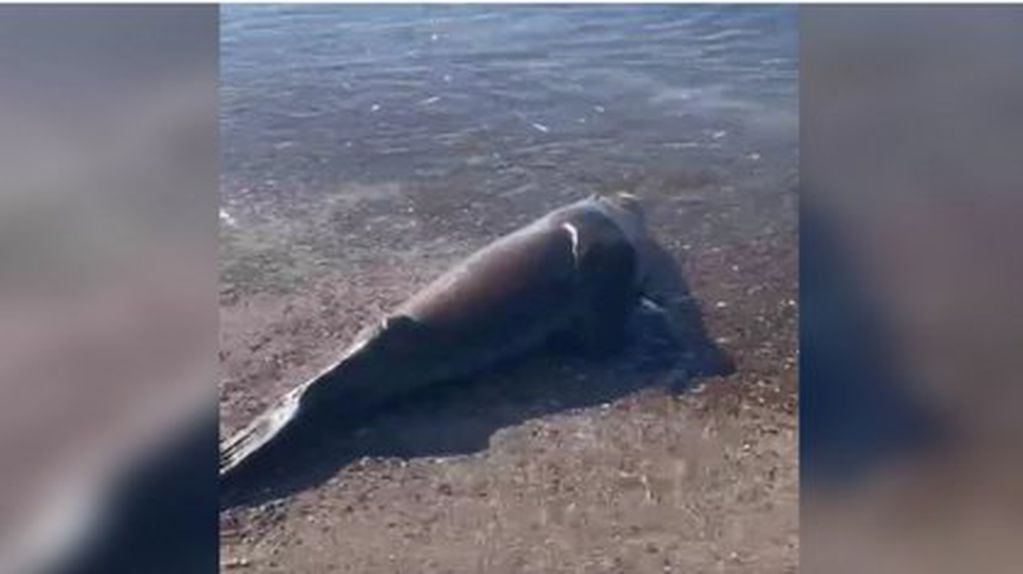 El animal fue ultimado y dejado en la playa.