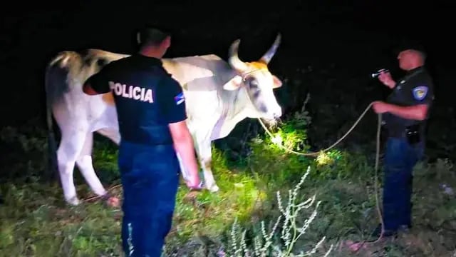 Gobernador López: recuperaron una cabeza de ganado vacuno robado