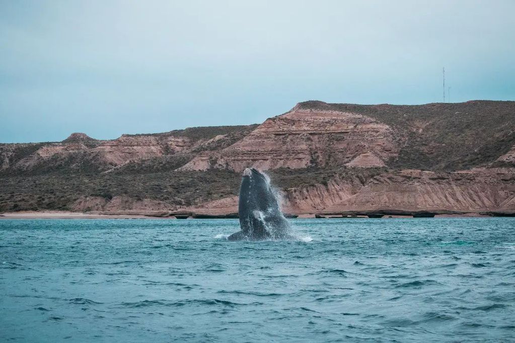 Avistaje de ballenas en un lugar único en el sur del país