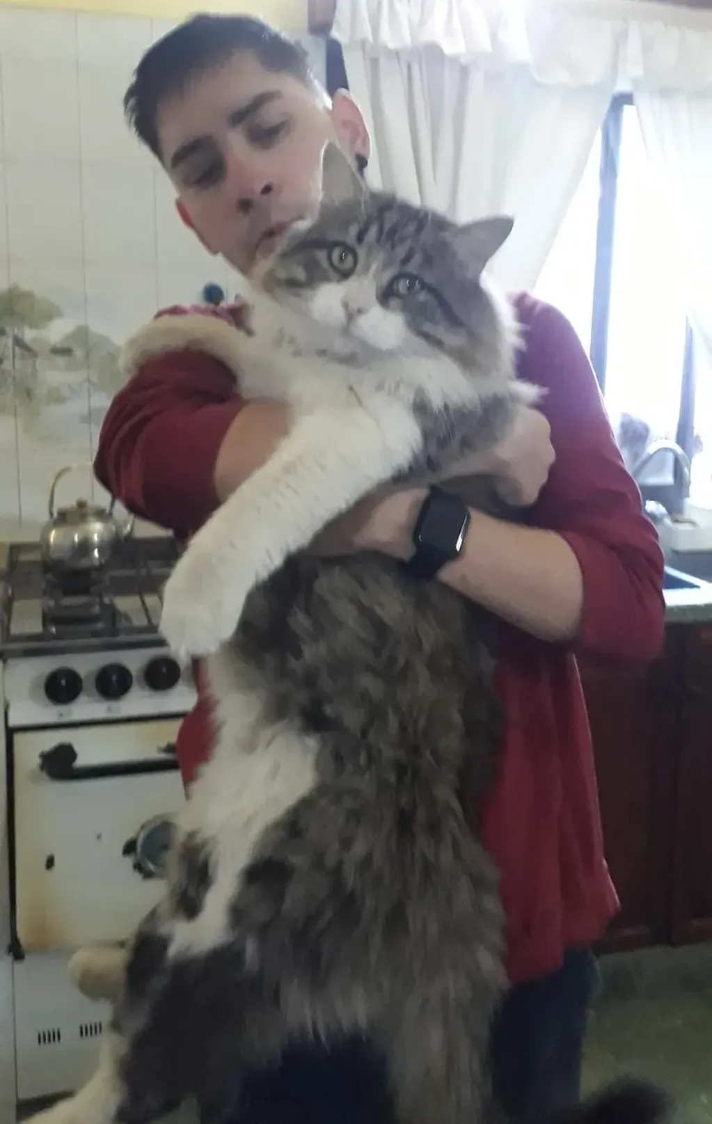 "Chiquito", el gato que pesa 9 kilos y se hizo viral en Facebook"
