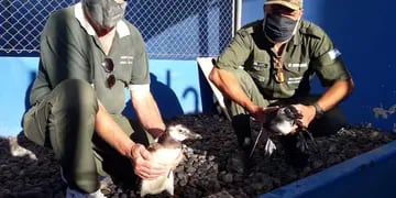 Trasladan hacia Bahía Blanca Pingüinos varados en Claromecó
