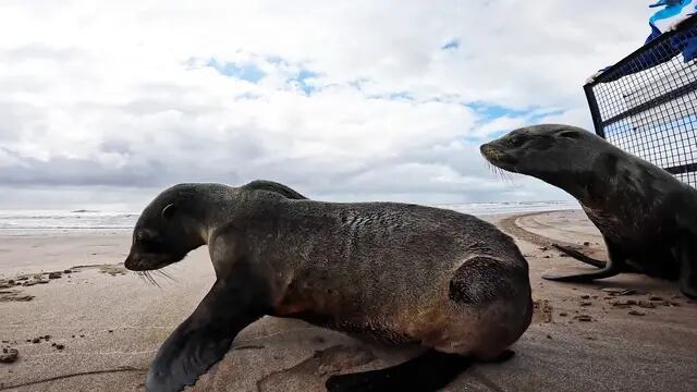 lobos marinos rescatados