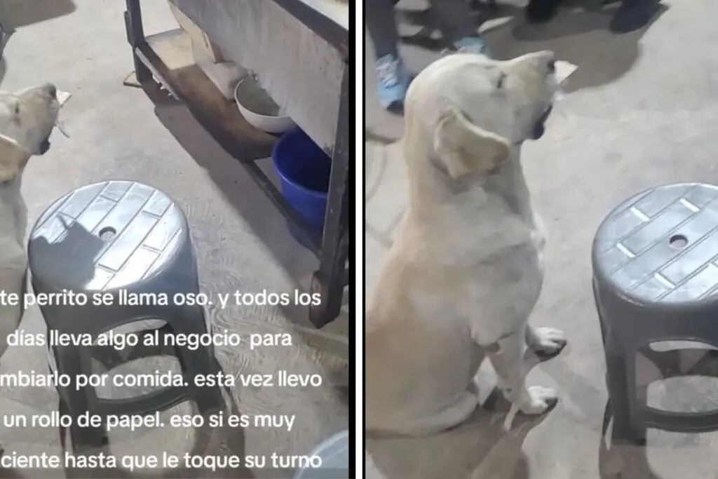 El perro que intercambia objetos por comida y se volvió viral