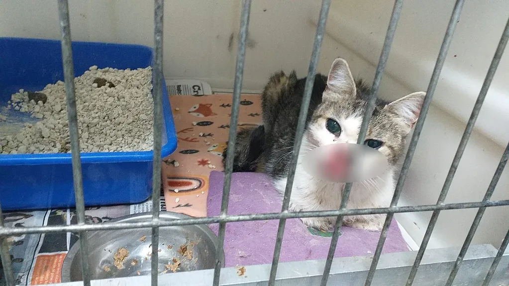 Naricita, la gata abandonada en una veterinaria de Comodoro Rivadavia.
