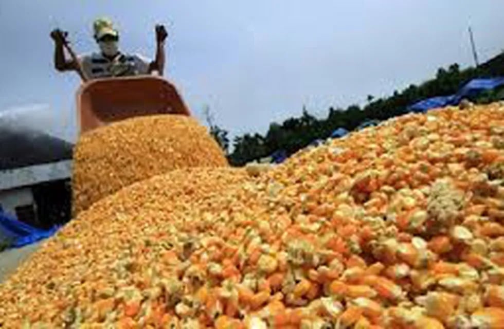 Producción de maíz