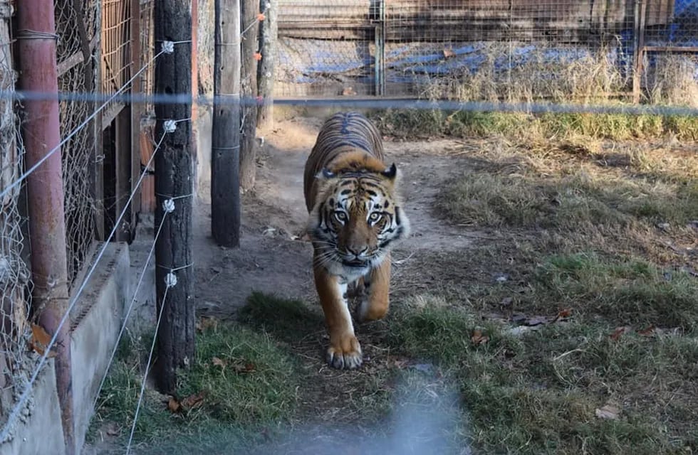 Rescataron un tigre de Bengala cautivo en un campo de Maggiolo.