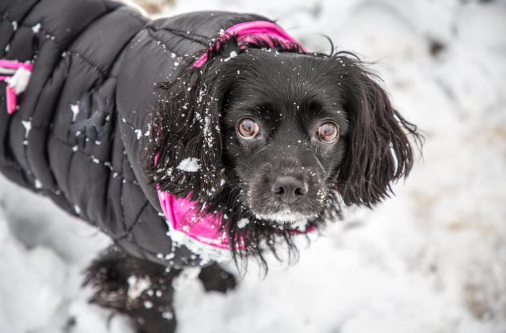 Se recomienda abrigar a tu perro para evitar que pase frío.