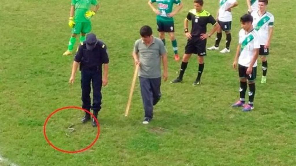 Una culebra obligó a detener un partido de fútbol en Entre Ríos