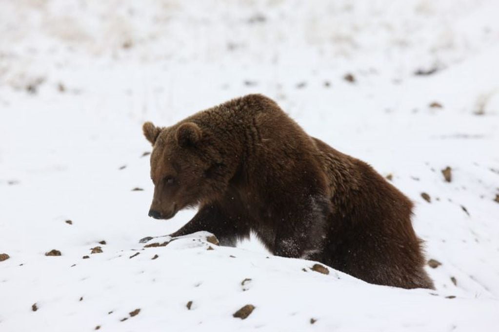 Los osos pardos ya están en su hábitat natural.