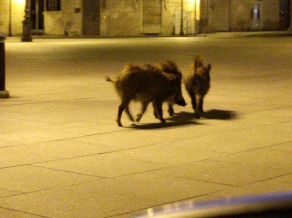 En Italia se registraron jabalíes deambulando por las calles.