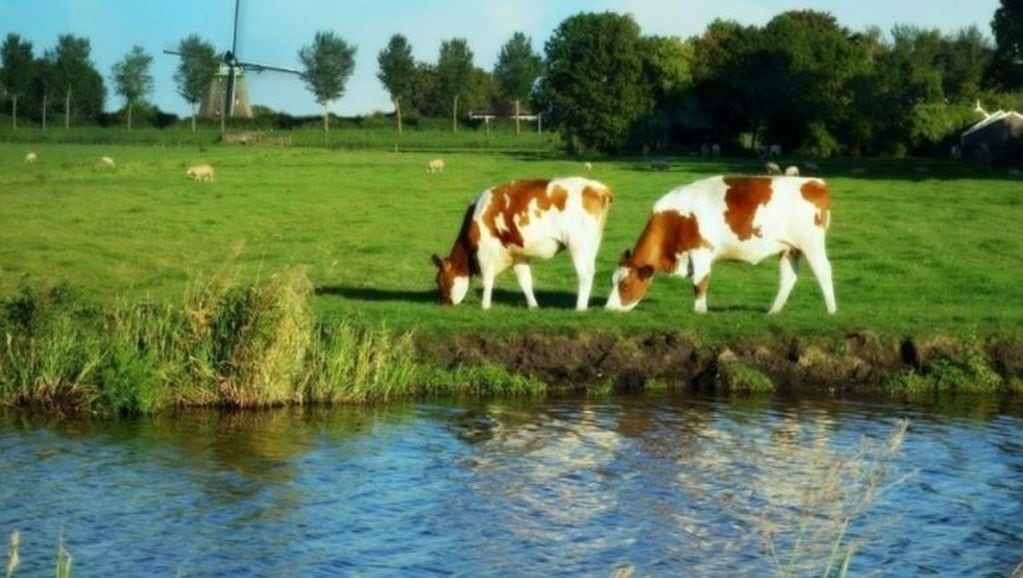 Problemas con el excremento de las vacas en Holanda