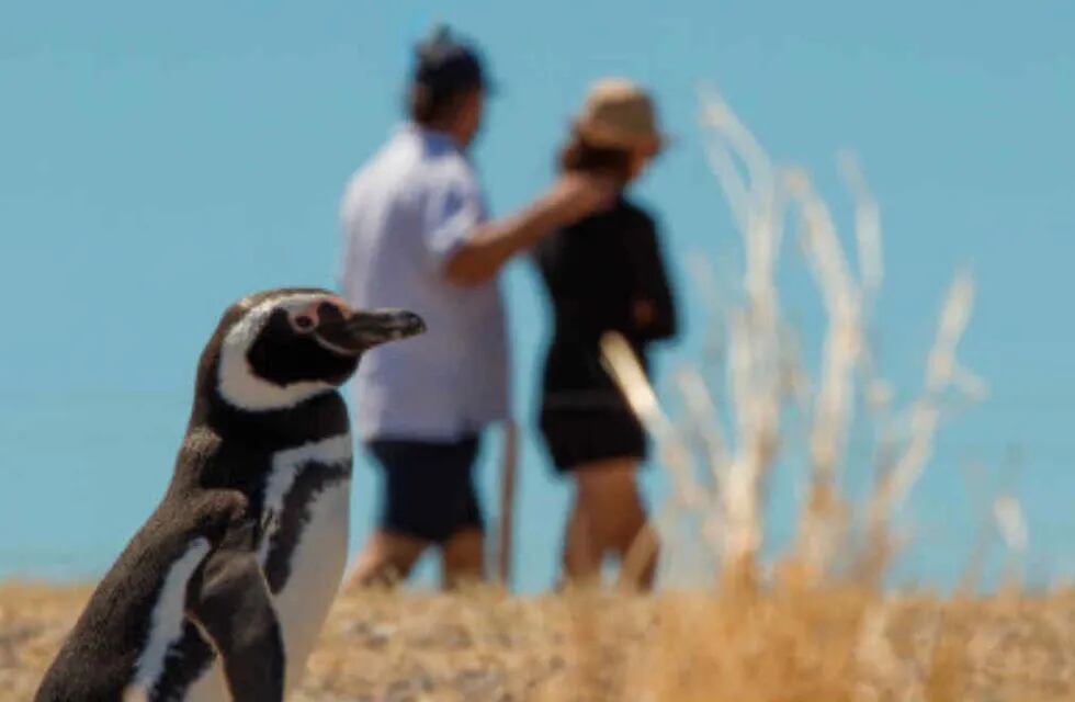 En Playa Unión aparecieron pingüinos sin vida. Imagen Ilustrativa. (Entretur)