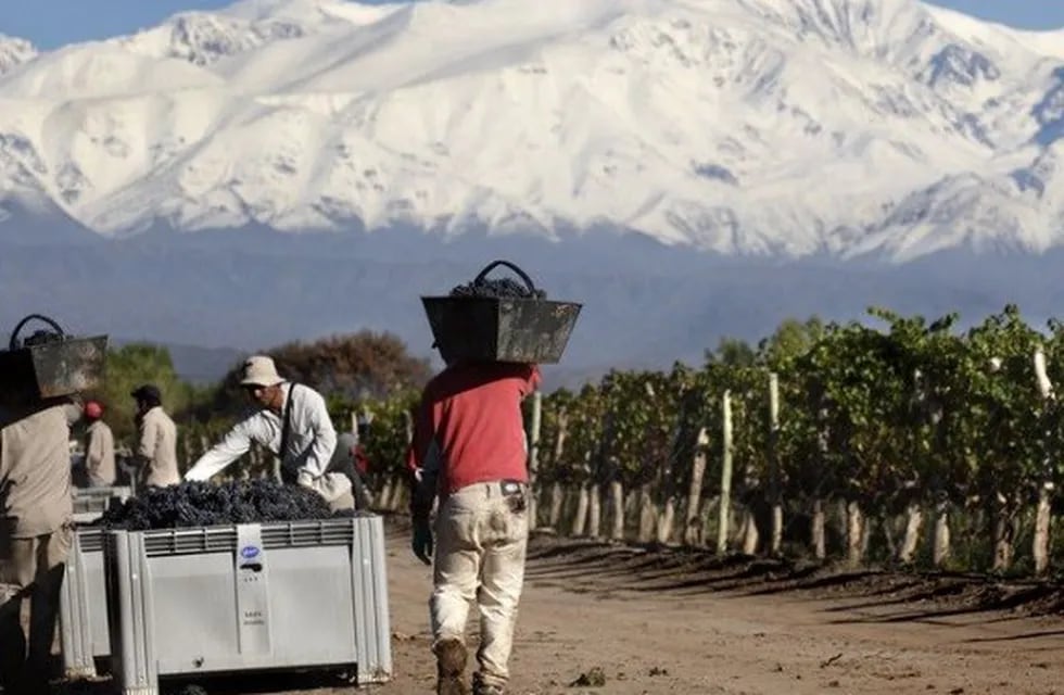 Se aproxima una nueva cosecha de la uva y la vitivinicultura se ve accorralada por el consumo y los mercados.