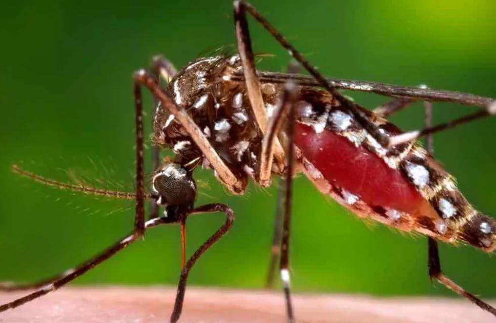 AEDES. Es el transmisor del zika, dengue y chikungunya.