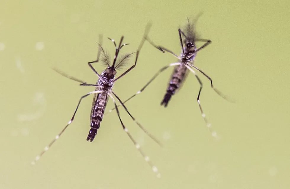 ARCHIVO - Imagen de dos mosquitos (Aedes Aegypti) el 10/02/2016 en Wiesbaden, Alemania. El virus del Zika ha dejado de suponer una emergencia sanitaria global, anunció el 18/11/2016 la Organización Mundial de la Salud (OMS).rnFoto: Boris Roessler/dpa (Vin