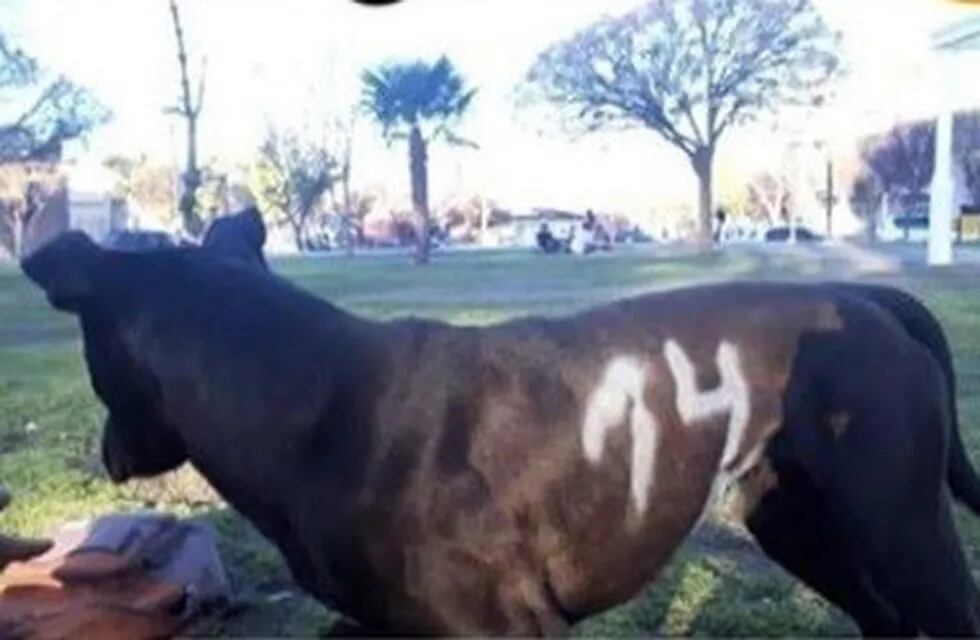 El perro que fue pintado con aerosol por alumnos de la escuela Técnica La Euforia del distrito de La Consulta, Mendoza.